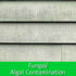 fungal/algal contamination