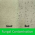 fungal contamination