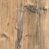Brown Silver Fir Fir
